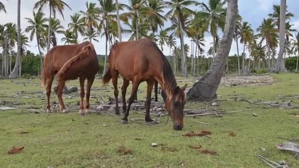 Καφέ Άλογο Τρώει Γρασίδι Στο Ξέφωτο Άλογο Ανάμεσα Τροπικά Δέντρα — Αρχείο Βίντεο