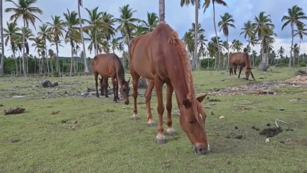 Caballo Marrón Come Hierba Claro Caballo Entre Árboles Tropicales Palmeras — Vídeos de Stock