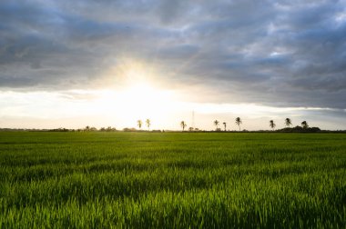 Dominik Cumhuriyeti 'nde yeşil çimen ekimi. Pirinç gibi nafaka üretirken tarım tarlası çiftliği. Gün batımında yapılan doğal pirinç çayırı. Akşamları bahçecilik.