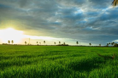 Dominik Cumhuriyeti 'nde pirinç tarlası yetiştiriyor. Pirinç gibi nafaka üretirken tarım tarlası çiftliği. Gün batımında yapılan doğal pirinç çayırı. Sabahları bahçıvanlık.