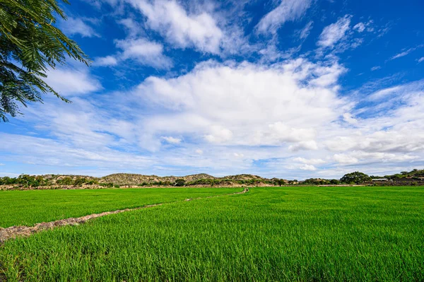 Zöld Füvet Termesztenek Dominikai Köztársaságban Mezőgazdasági Szántóföldi Ültetvény Alatt Termék — Stock Fotó