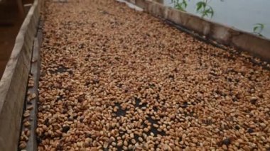 Dominik Cumhuriyeti dağlarında kahve tarlasında çekilmiş 4K kahve çekirdekleri videosu. Kuru kahve çekirdekleri mükemmeldir. Örneğin kahve üretim teknolojisi..
