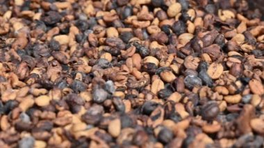 Dominik Cumhuriyeti 'nin dağlarında kahve tarlasında çekilmiş 4K' lık kahve çekirdeği videosu. Kafein çekirdeğini kurutmak mükemmeldir. Örneğin kahve üretim teknolojisi..