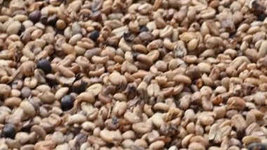 4K 'da Dominik Cumhuriyeti dağlarında kahve çiftliğinde makro yaparken çekilmiş koyu alkol videosu. Prodüksiyon kahve kapanışı örneğin kahve yetiştirme teknolojisi için mükemmeldir. Kahve çekirdeği.