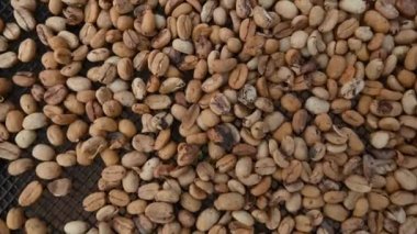 Dominik Cumhuriyeti dağlarında kahve tarlasında çekilmiş 4K kahve çekirdekleri videosu. Kuru kafein çekirdeği, örneğin kahve yetiştirme teknolojisi için mükemmeldir. Kahve çekirdeği.