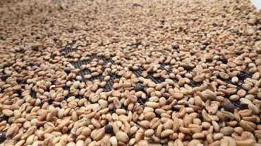 Dominik Cumhuriyeti 'nin dağlarında kahve çiftliğinde çekilen 4K' lık çiftlik fasulyesi videosu. Tarla fasulyesi kahvesi mükemmeldir, örneğin kahvenin dokusu..