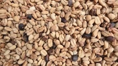 Dominik Cumhuriyeti dağlarında kahve tarlasında çekilmiş 4K kahve çekirdekleri videosu. Granül kahve taneciklerini kurutmak, örneğin kahve yetiştirme teknolojisi için mükemmeldir..