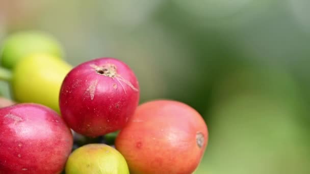 Koffie Hacienda Wild Terrein Groeien Voor Het Verzamelen Van Biologische — Stockvideo