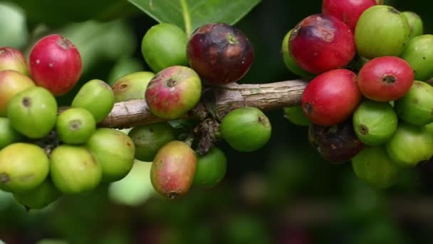 Coffee Hacienda Wild Terrain Growing Gathering Organic Beans Raw Coffee — Stockvideo