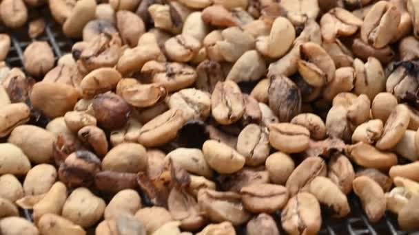 Video Coffee Beans Closeup Taken Mountains Dominican Republic Coffee Plantation — Stock Video
