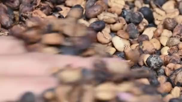 在多米尼加共和国山区咖啡农场拍摄的4K的咖啡豆宏观录像 干咖啡颗粒是咖啡种植技术的最佳范例 — 图库视频影像