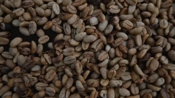 ドミニカ共和国の山でコーヒー農場で採取された新鮮なコーヒー豆マクロ 有機原料のコーヒーカーネルは生産の準備をする 緑のコーヒーの種は強い飲み物を作る準備ができている — ストック動画