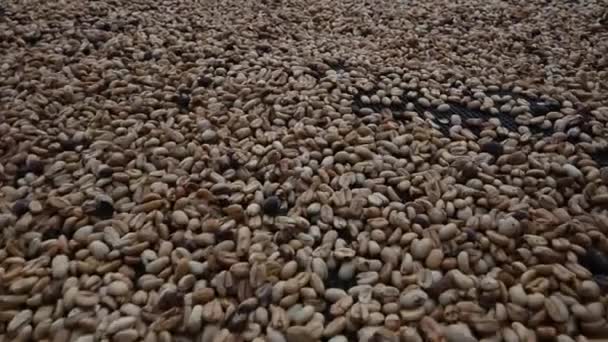 4K视频记录了在多米尼加共和国山区咖啡农场种植豆类的情况 豆子咖啡是咖啡生产技术的完美典范 — 图库视频影像