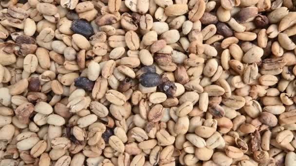 在多米尼加共和国山区咖啡农场拍摄的4K的咖啡豆宏观录像 烘干颗粒状咖啡颗粒剂是咖啡种植技术的最佳选择 — 图库视频影像