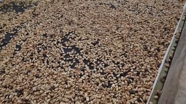 Video Peternakan Kacang Makro Diambil Pegunungan Republik Dominika Pertanian Kopi — Stok Video