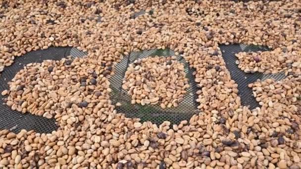 Vídeo Macro Feijões Ranching Tomadas Montanhas República Dominicana Fazenda Café — Vídeo de Stock