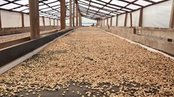 在多米尼加共和国山区的真正咖啡工厂制作了4K的有机咖啡农场的视频 马蹄青豆干燥过程中的农业咖啡因收获 — 图库视频影像