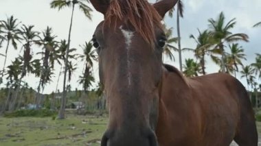Kahverengi at otları temizlikte yer. Tropikal ağaçların, palmiyelerin ve egzotik bitkilerin arasındaki at. Uzun boylu at çimenlerde otluyor. 4K videosu yer seviyesindeki alçak açıdan çekilmiş..