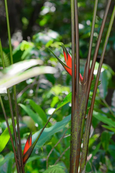 Foto Van Bloem Genomen Jungle Van Het Caribische Eiland Verlichting — Stockfoto