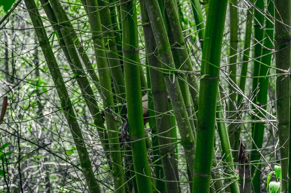 Foto Toont Bamboe Het Zien Hoe Een Exotische Plant Verschillende — Stockfoto