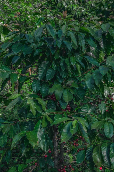 Foto Van Een Koffiestruik Genomen Het Wild Een Plantage Dominicaanse — Stockfoto