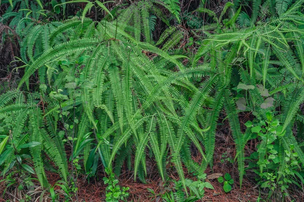 Foto Muestra Cómo Una Planta Del Bosque Tropical Paportónica Crece —  Fotos de Stock