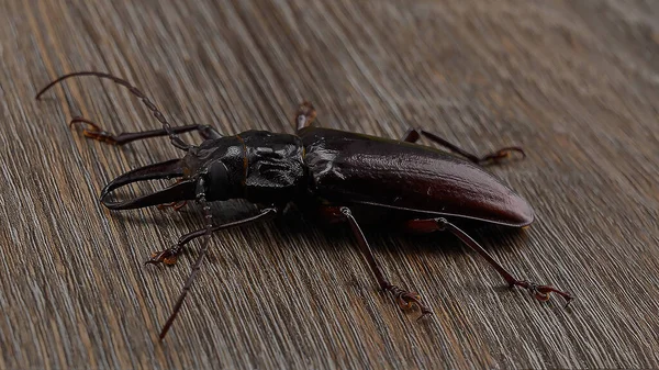 写真はタイタン ビートル 世界最大のカブトムシ 上から撮影した生きた昆虫 外的には 甲虫は約10センチメートルの体サイズを持っています バーベル甲虫は黒い色 — ストック写真