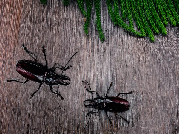 Zdjęcie Pokazuje Żuka Tytanowego Największy Chrząszcz Świecie Żywy Owad Sfotografowany — Zdjęcie stockowe