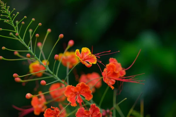 Фотографії Зображені Тропічні Оранжеві Квіти Фримаж Фіктивні Екзотичні Квіти Лісах — стокове фото