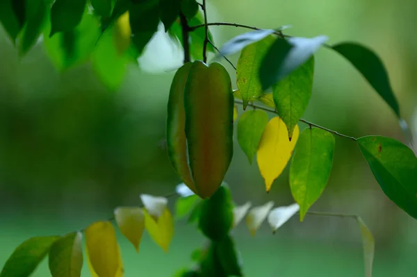 Foto Toont Een Geel Tropisch Fruit Carambol Het Exotische Fruit — Stockfoto