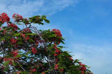 Fotoğraf egzotik bir serbest ağacı gösteriyor. Karayip adasında yetişiyor. Egzotik bitki kırmızı çiçeklerle çiçek açar. Tropikal iklimden dolayı çok az yeşilliği var..