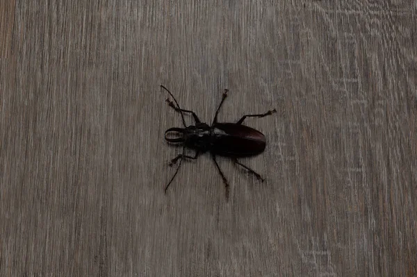 사진은 타이탄 딱정벌레를 줍니다 세계에서 딱정벌레입니다 위에서 외견상 딱정벌레의 크기는 — 스톡 사진