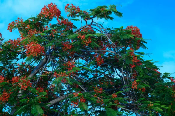 사진에는 국적의 나무가 보인다 카리브해의 섬에서 자라고 있습니다 이색적 식물은 — 스톡 사진