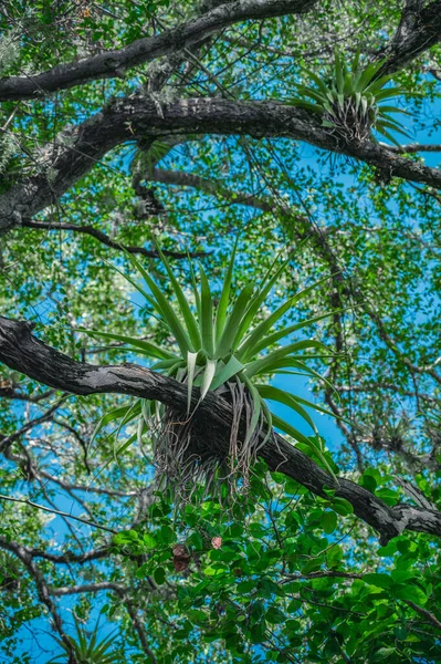 Foto Genomen Jungle Van Dominicaanse Republiek Epifytenrestauraties Groeien Een Andere — Stockfoto