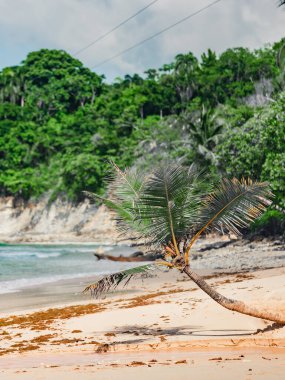 Dominik Cumhuriyeti 'nin ön planında kumlu bir plajın fotoğrafı. Bu resim Atlantik Okyanusu 'ndan gelen muhteşem kumları ve parlak mavi gökyüzünü açıkça gösteriyor, bir ufuk çizgisi oluşturuyor..