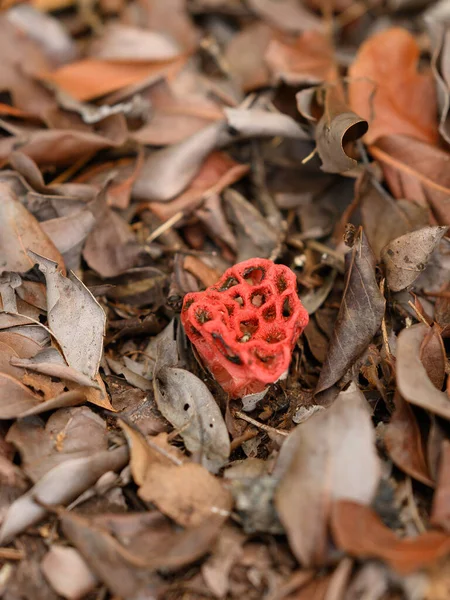 Fényképen Vörös Mérgező Gomba Látható Clathrus Ruber Tartozik Basidiomycete Gombák — Stock Fotó