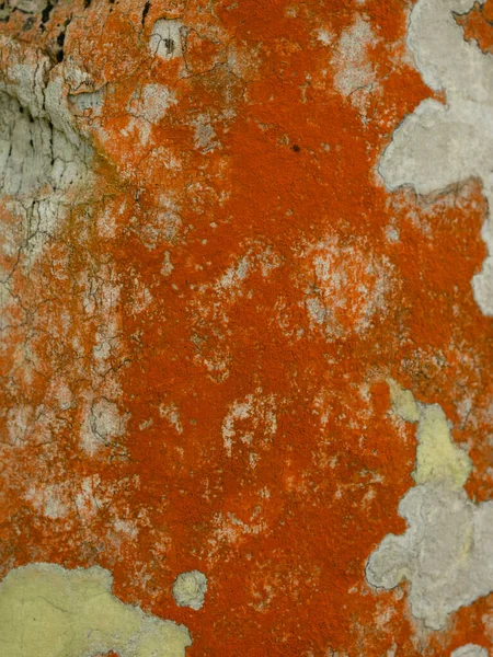 Zdjęciu Tekstura Organizmu Biologicznego Porostów Porost Znajduje Się Pniu Drzewa — Zdjęcie stockowe