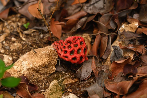 Foto Toont Een Rode Giftige Paddenstoel Clathrus Ruber Behoort Tot — Stockfoto