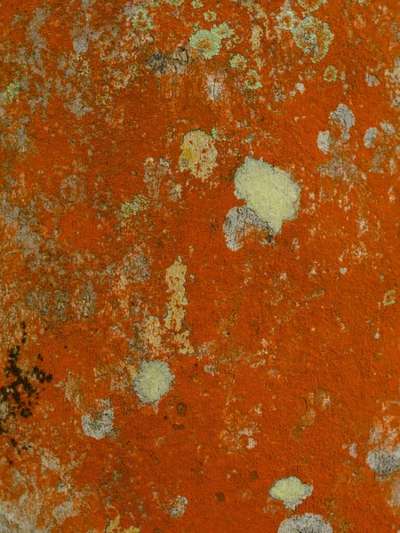 这张照片显示了一种生物有机体苔藓的质感 地衣位于一棵树的树干上 橙色的生物学图案 生物机体的抽象是惊人的 — 图库照片