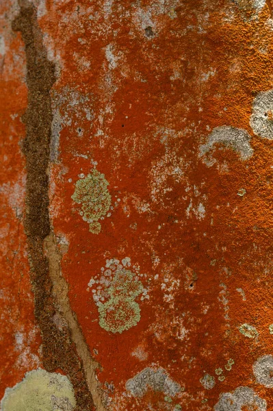 Foto Mostra Consistenza Organismo Biologico Lichene Lichene Trova Sul Tronco — Foto Stock