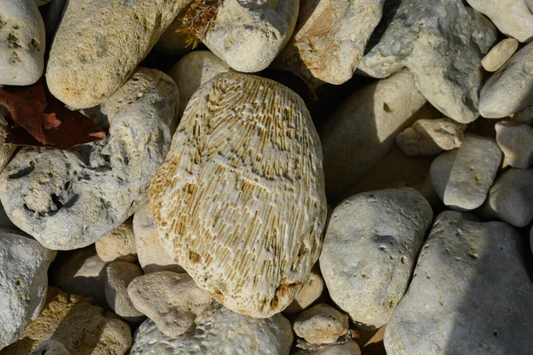 사진은 무늬를 줍니다 도미니카 공화국의 돌이야 모래사장이며 조개껍데기 바위이다 — 스톡 사진
