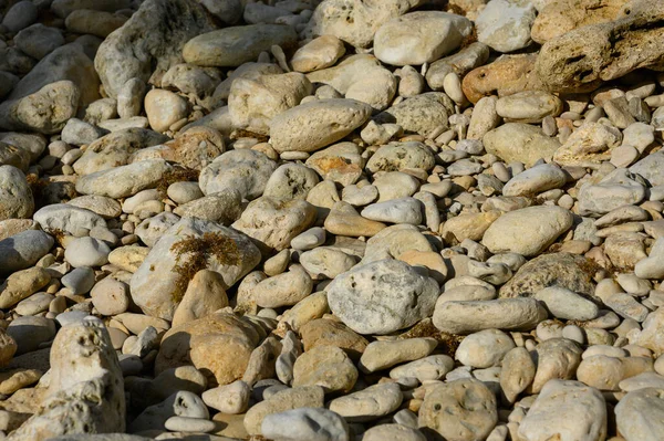 사진은 무늬를 줍니다 도미니카 공화국의 돌이야 모래사장이며 조개껍데기 바위이다 — 스톡 사진