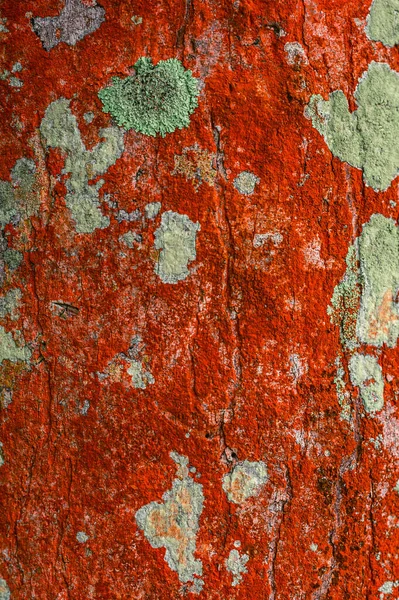 Fotografie Ukazuje Strukturu Biologického Organismu Lišejníku Lišejník Nachází Kmeni Stromu — Stock fotografie