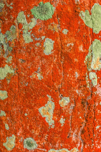 这张照片显示了一种生物有机体苔藓的质感 地衣位于一棵树的树干上 橙色的生物学图案 生物机体的抽象是惊人的 — 图库照片