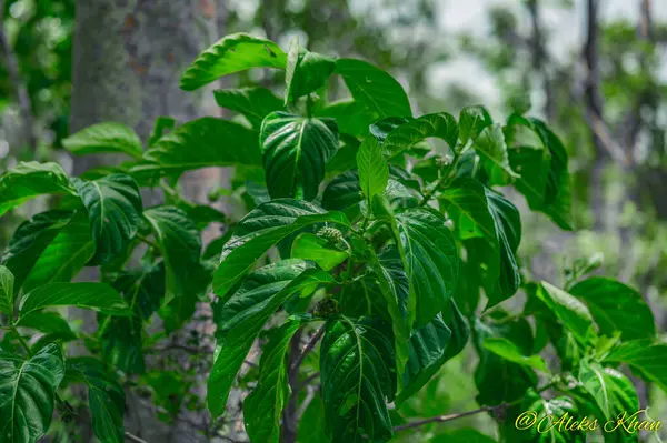 Foto Toont Een Noni Vrucht Hangend Aan Een Boom Morinda — Stockfoto