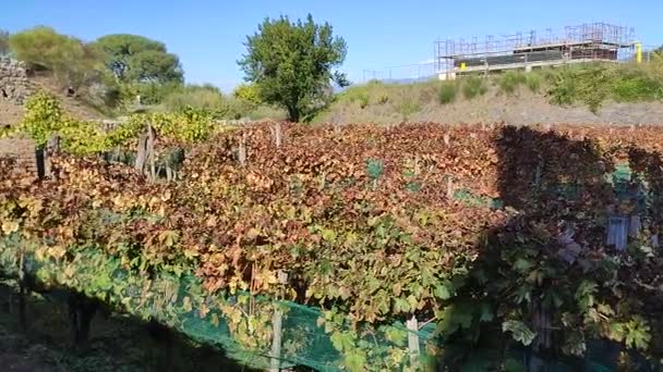 ポンペイ カンパニア イタリア 2021年10月14日 ポンペイの考古学公園におけるカサ フォロ ボアリオのブドウ畑の概要 — ストック動画