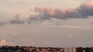 Benevento, Campania, İtalya - 11 Eylül 2021: Via Lungocalore Manfredi di di Svevia 'dan şehrin üzerinde uçan kuş sürüsü