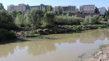 Benevento, Campania, İtalya - 20 Aralık 2021: Küçük Akbalıkçıllar Calore nehrinin üzerinde yeni kurumuş sağ kıyıdan uçuyorlar
