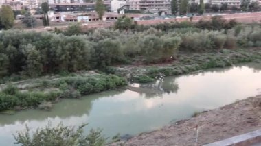 Benevento, Campania, İtalya - 6 Eylül 2021: Küçük Akbalıkçıllar, Via Lungocalore di Svevia 'nın ormansızlaştırılmış setleri üzerinde havalanırken Calore Nehri üzerinde uçuyorlar