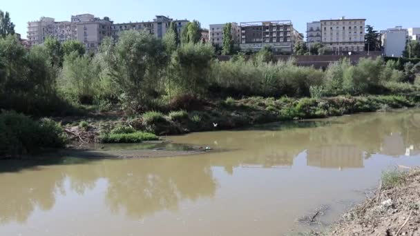 Benevento Campania Italy December 2021 Little Egrets Flying Calore River — Vídeo de Stock